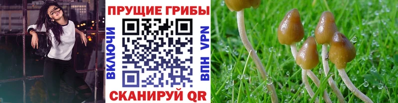 купить наркотики сайты  Байкальск  ОМГ ОМГ ТОР  Псилоцибиновые грибы MAGIC MUSHROOMS 